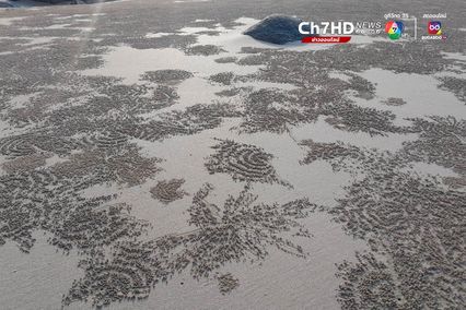 ปูทหาร จิตรกรตัวจิ๋วแห่งชายทะเล