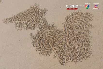 ปูทหาร จิตรกรตัวจิ๋วแห่งชายทะเล