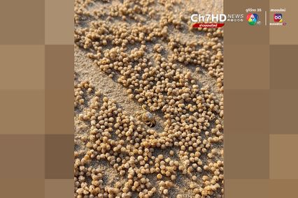 ปูทหาร จิตรกรตัวจิ๋วแห่งชายทะเล