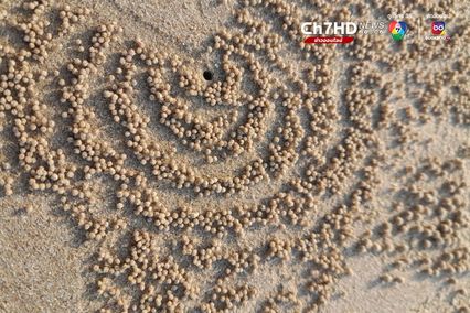 ปูทหาร จิตรกรตัวจิ๋วแห่งชายทะเล