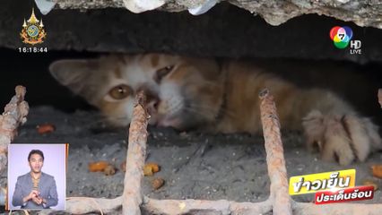 เอ็นดู ! แมวติดท่อระบายน้ำ คว้ามือคนที่ช่วยเหลือ