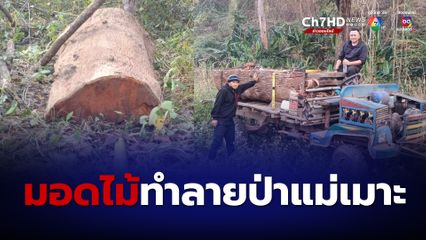 ลำปางเจอลักลอบตัดไม้ประดู่กลางป่าแม่เมาะ แปรรูปเตรียมออกจากป่า