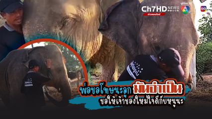 ดูแล้วน้ำตาไหลตาม เจ้าของช้างพังน้องมิ้นจำใจขาย ทั้งที่รักและผูกพันมาก เพราะแบกหนี้สินไม่ไหว