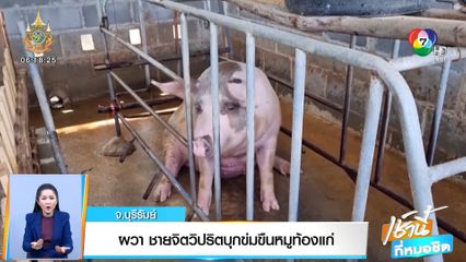 ผวา ชายจิตวิปริตบุกข่มขืนหมูท้องแก่