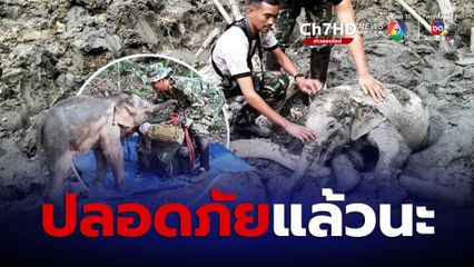 ลูกช้างจมปลักกลางป่า อช.ตาดหมอก เข้าช่วยเหลือ