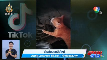 ภาพเป็นข่าว : เจ้าแมวเหมียว สู่ช่างซ่อมรถมือใหม่