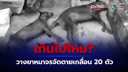 หมาจรจัดปัญหาสังคม พบมีคนวางยาหมาจรจัด ตายกว่า 20 ตัว