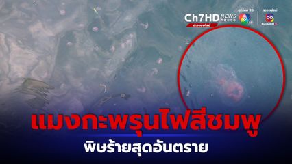 อุทยานแห่งชาติหมู่เกาะลันตา เตือน แมงกะพรุนไฟสีชมพู ลอยโผล่ทะเลพิษร้ายสุดอันตราย