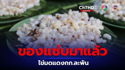 ไข่มดแดงออกใหม่ครั้งแรกของปีมาแล้ว เปิดราคา กก.ละ 1,000 บาท