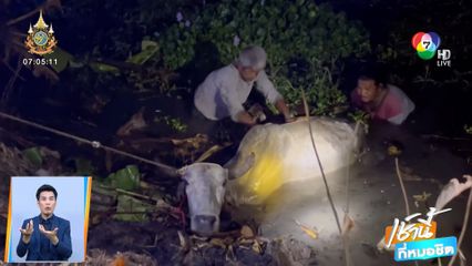 ชาวบ้านรวมพลัง ช่วยดึงวัวหนักเกือบตันขึ้นจากคลอง