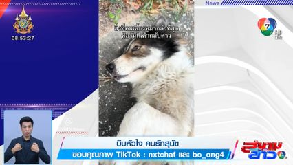 บีบหัวใจคนรักสุนัข