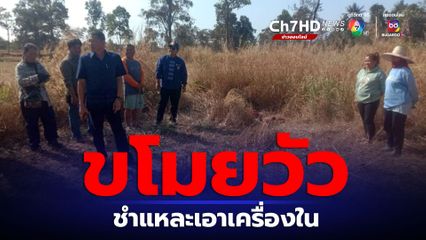 สยอง! โจรเหี้ยมฆ่าวัวชำแหละเอาเครื่องใน