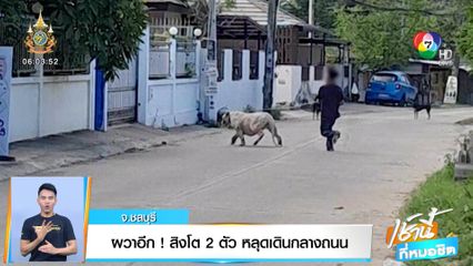 ผวาอีก! สิงโต 2 ตัวหลุดเดินกลางถนน