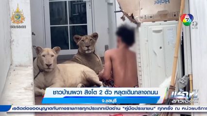 ชาวบ้านผวา สิงโต 2 ตัว หลุดเดินกลางถนน