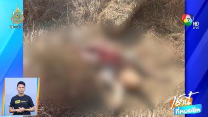 ล่าโจรเหี้ยมฆ่าวัว ควักเครื่องใน เสียงแตกฝีมือโรคจิตหรือผีปอบ