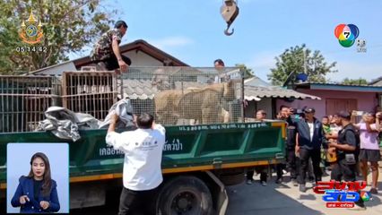 เจ้าของน้ำตาคลอ เจ้าหน้าที่ยึดสิงโต 2 ตัว ไปตรวจสอบ