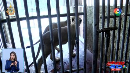 บุกตรวจฟาร์มเลี้ยงสิงโต จ.นครปฐม