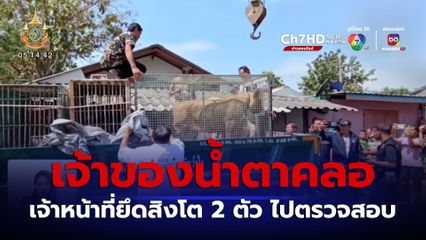 เจ้าของน้ำตาคลอ เจ้าหน้าที่ยึดสิงโต 2 ตัว ไปตรวจสอบ