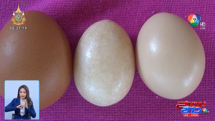 ฮือฮา! ชาวบ้านพบไก่ไข่เป็นหิน ทุบไม่แตก แถมให้โชค