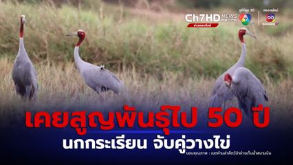 ครั้งแรกของปี 67 นกกระเรียนพันธุ์ไทย จับคู่ทำรังวางไข่ 5 คู่