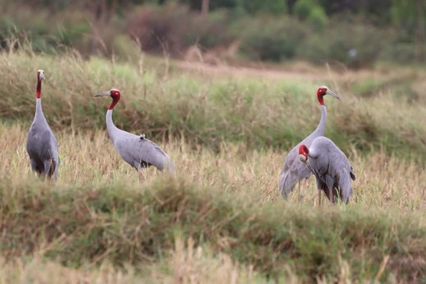 ครั้งแรกของปี 67 นกกระเรียนพันธุ์ไทย จับคู่ทำรังวางไข่ 5 คู่
