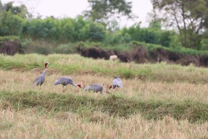ครั้งแรกของปี 67 นกกระเรียนพันธุ์ไทย จับคู่ทำรังวางไข่ 5 คู่