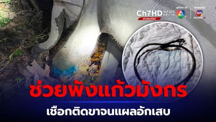 กรมอุทยานฯ ตามช่วยพังแก้วมังกร เชือกไนล่อนพันขาจนแผลอักเสบ 