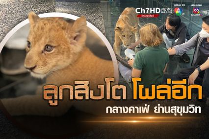 ชุดเหยี่ยวดง เข้าค้นคาเฟ่ย่านสุขุมวิท เจอลูกสิงโตวัย 2 เดือน ไม่มีเอกสารหลักฐานแสดงแหล่งที่มา