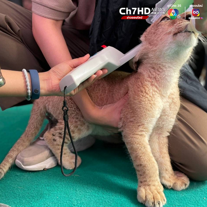 ชุดเหยี่ยวดง เข้าค้นคาเฟ่ย่านสุขุมวิท เจอลูกสิงโตวัย 2 เดือน ไม่มีเอกสารหลักฐานแสดงแหล่งที่มา