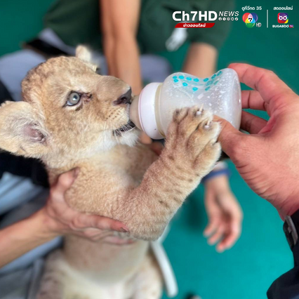 ชุดเหยี่ยวดง เข้าค้นคาเฟ่ย่านสุขุมวิท เจอลูกสิงโตวัย 2 เดือน ไม่มีเอกสารหลักฐานแสดงแหล่งที่มา