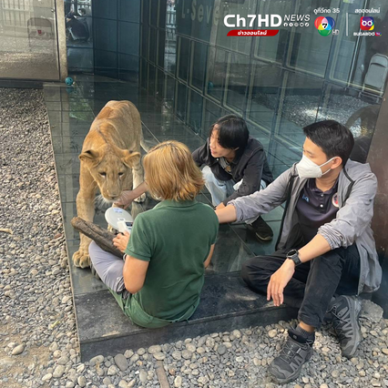 ชุดเหยี่ยวดง เข้าค้นคาเฟ่ย่านสุขุมวิท เจอลูกสิงโตวัย 2 เดือน ไม่มีเอกสารหลักฐานแสดงแหล่งที่มา