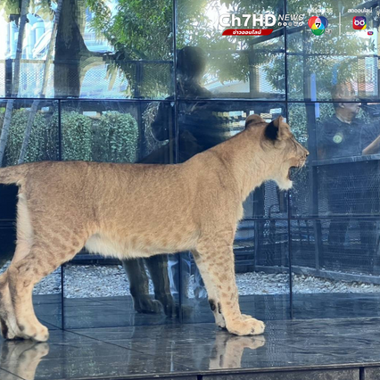 ชุดเหยี่ยวดง เข้าค้นคาเฟ่ย่านสุขุมวิท เจอลูกสิงโตวัย 2 เดือน ไม่มีเอกสารหลักฐานแสดงแหล่งที่มา