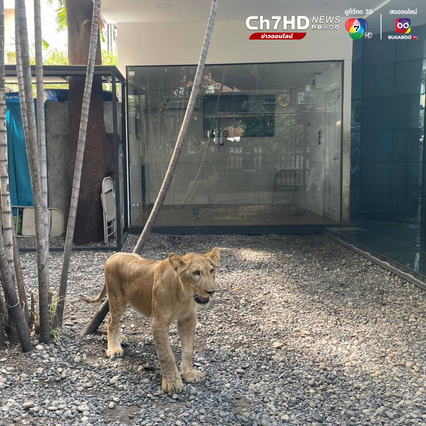 ชุดเหยี่ยวดง เข้าค้นคาเฟ่ย่านสุขุมวิท เจอลูกสิงโตวัย 2 เดือน ไม่มีเอกสารหลักฐานแสดงแหล่งที่มา