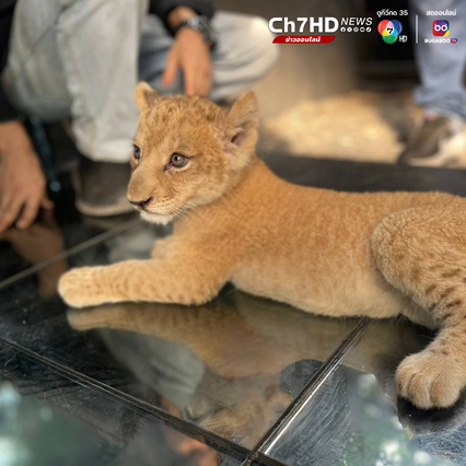 ชุดเหยี่ยวดง เข้าค้นคาเฟ่ย่านสุขุมวิท เจอลูกสิงโตวัย 2 เดือน ไม่มีเอกสารหลักฐานแสดงแหล่งที่มา