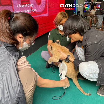 ชุดเหยี่ยวดง เข้าค้นคาเฟ่ย่านสุขุมวิท เจอลูกสิงโตวัย 2 เดือน ไม่มีเอกสารหลักฐานแสดงแหล่งที่มา