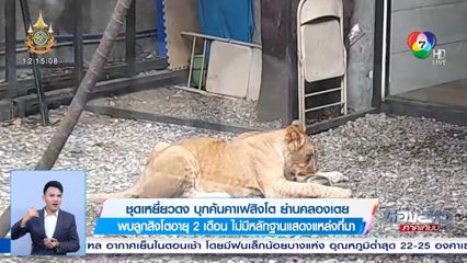 ชุดเหยี่ยวดง บุกค้นคาเฟสิงโต ย่านคลองเตย พบลูกสิงโตอายุ 2 เดือน ไม่มีหลักฐานแสดงแหล่งที่มา