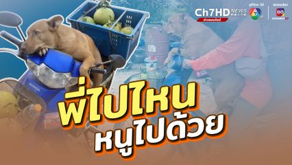 หมาแดงโดดขึ้นรถ จยย.เพราะอยากไปขายของกับพี่