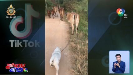 ภาพเป็นข่าว : สุนัขแสนรู้ จูงควายไปเดิน ช่วยกันทำมาหากิน