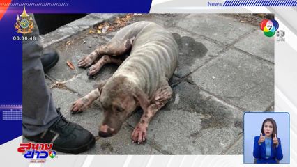 เปิดฝาท่อระบายน้ำทิ้งไว้ สุนัขตกลงไปขึ้นไม่ได้ 2 วัน จ.ชลบุรี