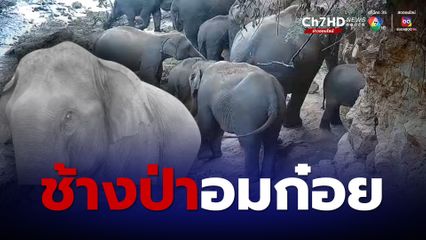 อมก๋อยก็มีช้าง โขลงช้างป่าดอยม่อนจองออกหากิน