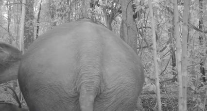 อมก๋อยก็มีช้าง โขลงช้างป่าดอยม่อนจองออกหากิน