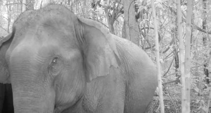 อมก๋อยก็มีช้าง โขลงช้างป่าดอยม่อนจองออกหากิน