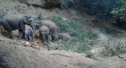 อมก๋อยก็มีช้าง โขลงช้างป่าดอยม่อนจองออกหากิน