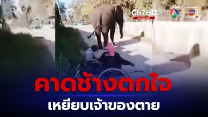 คาดช้างตกใจ พุ่งชนเจ้าของ เหยียบซ้ำปอดแตกตายคาถนน