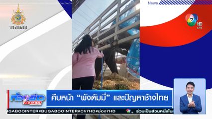 คืบหน้า พังดัมมี่ และปัญหาช้างไทย