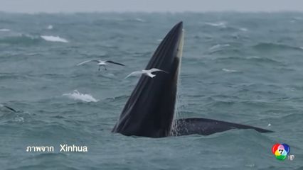 เผยภาพวาฬบรูด้าโผล่เขมือบปลากลางทะเลในจีน
