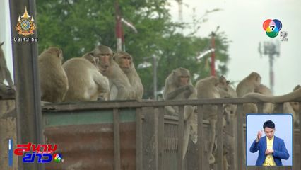 กรมอุทยานฯ เตรียมเคลื่อนย้ายลิงลพบุรี 2,000 ตัว