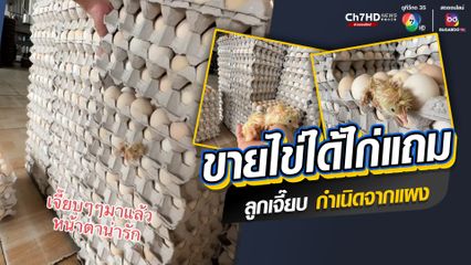 แปลกแต่จริง ขายไข่ได้ไก่แถม ลูกไก่สู้ชีวิตในการเกิด ฟักออกจากไข่ส่งเสียงร้องเจี๊ยบๆ ให้คนช่วยเหลือ