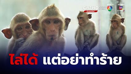 ลิงลพบุรี อธิบดีอุทยานฯ ชี้ ขู่ไล่ได้ แต่อย่าทำร้าย เสี่ยงผิดทารุณกรรมสัตว์