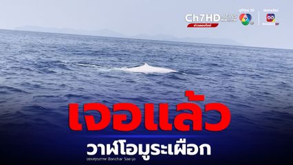 วาฬโอมูระเผือก ยังอยู่ไทย เรือ New Tapana ถ่ายภาพได้ใกล้หมู่เกาะสุรินทร์